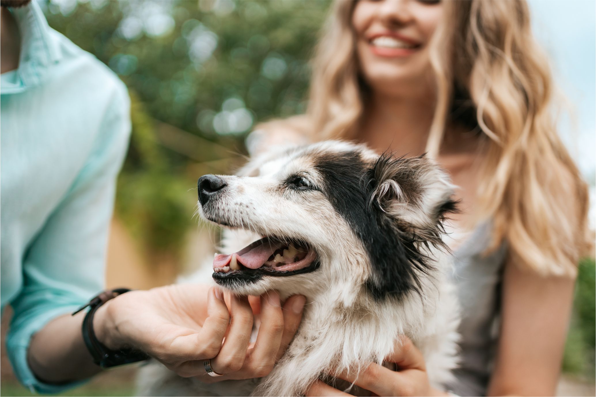 Entre Ríos avanza para convertirse en la primera provincia pet friendly del país
