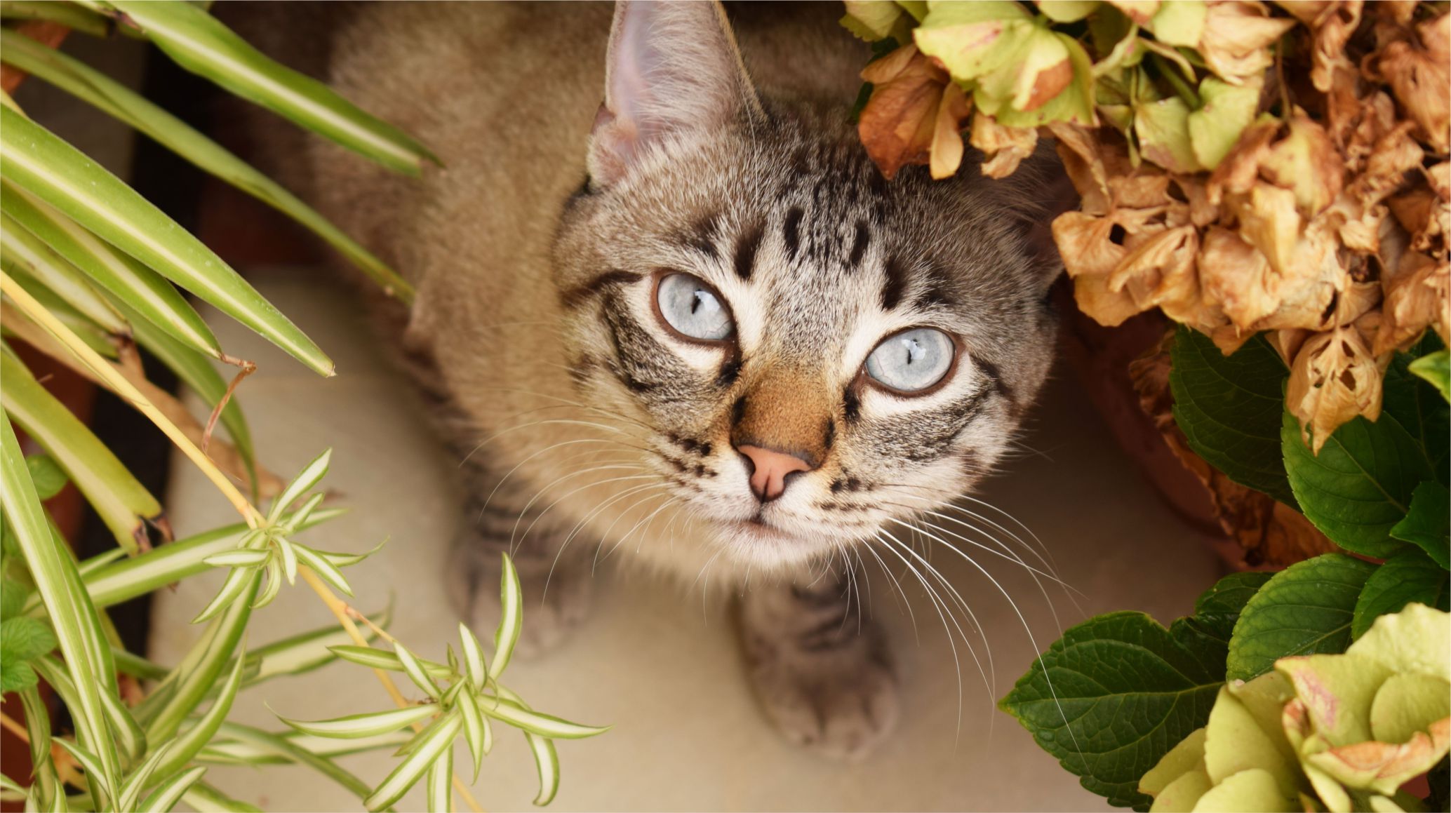 Primavera y gatos: cinco cuidados clave para protegerlos en estos días más cálidos