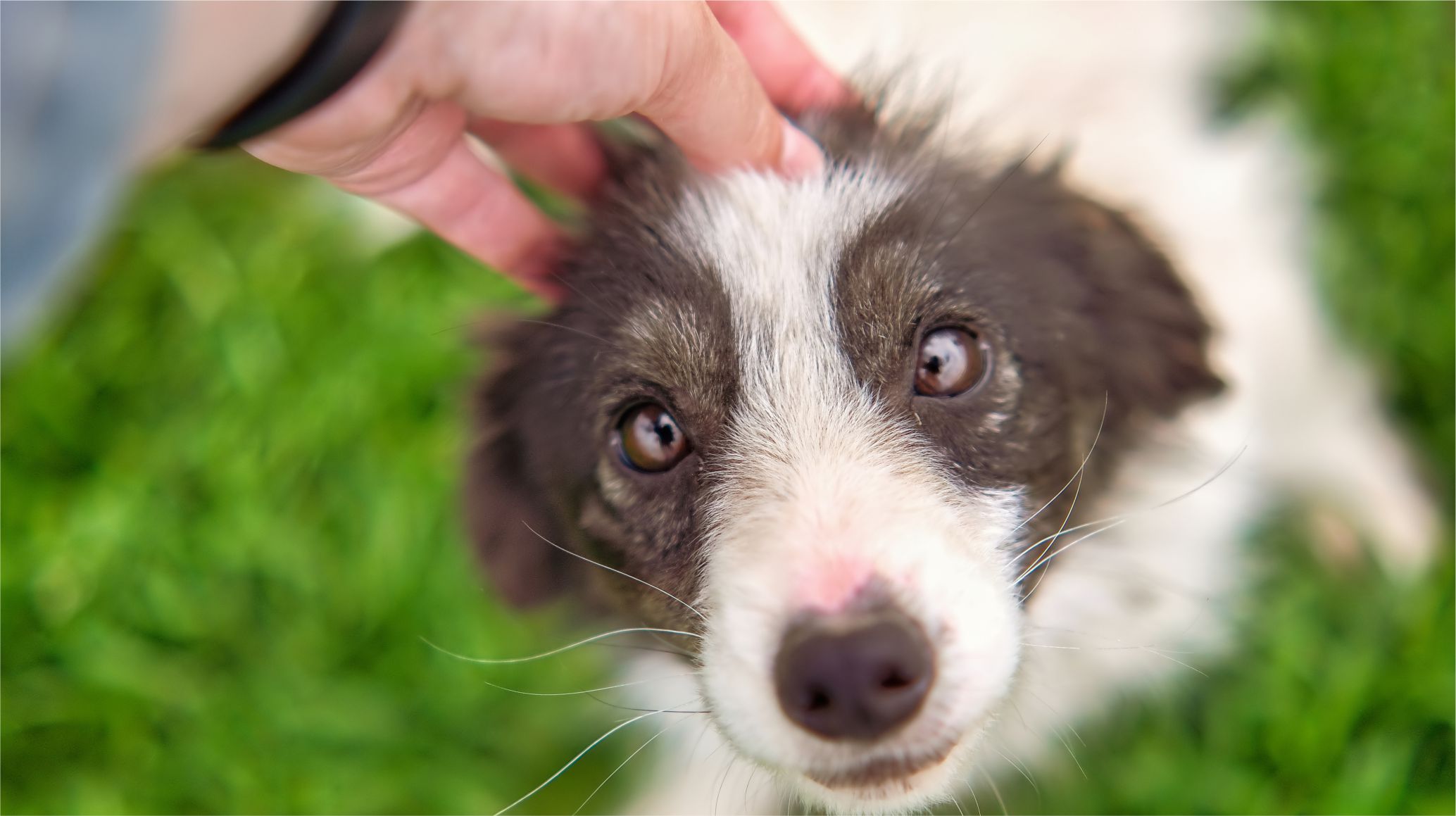 Con el calor aumentan pulgas y garrapatas: cinco consejos para proteger a tu perro